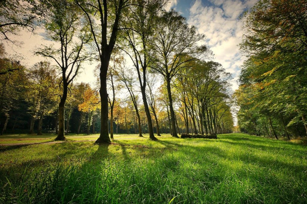 landscape, trees, park